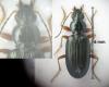 Bembidion sp.